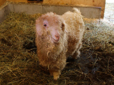 tbt-critter-catchers-slideshow-02